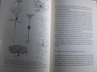 El cerebro descifrar y potenciar nuestro organo ma