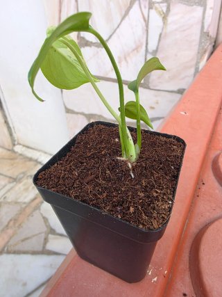 Monstera Bulbasaur