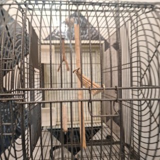 Jaula para pájaros negra y beige