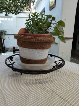 Planta de la Fortuna Completa