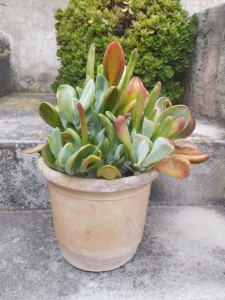 Suculenta en maceta de barro