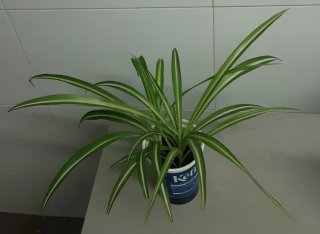 Planta Lazo de Amor (Cintas)