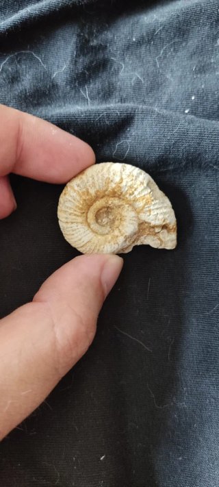 Fósil de Amonite