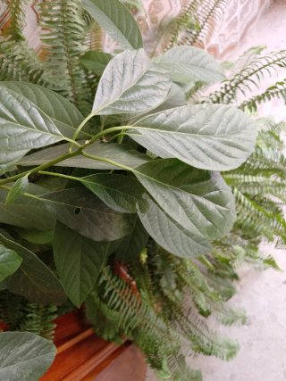 Planta de aguacate joven varias