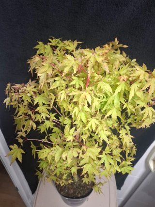 Acer palmatum Sango kaku Bonsai