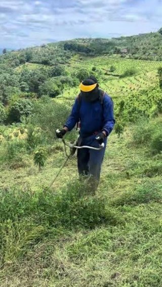 desbrozo y tala de arboles