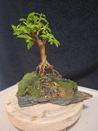 Bonsai Punica Granatum Nejikan sobre Laja