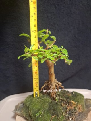 Bonsai Punica Granatum Nejikan sobre Laja