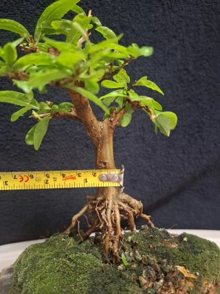 Bonsai Punica Granatum Nejikan sobre Laja