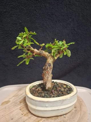 Bonsái Punica Granatum Nejikan