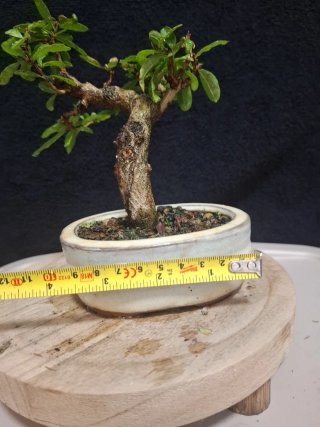Bonsái Punica Granatum Nejikan