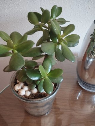 Plantas