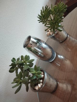 Plantas