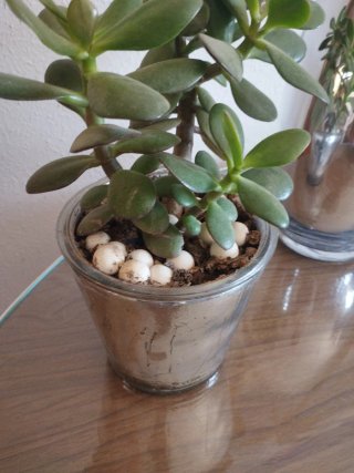 Plantas