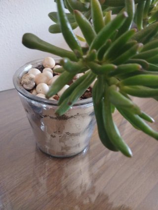 Plantas