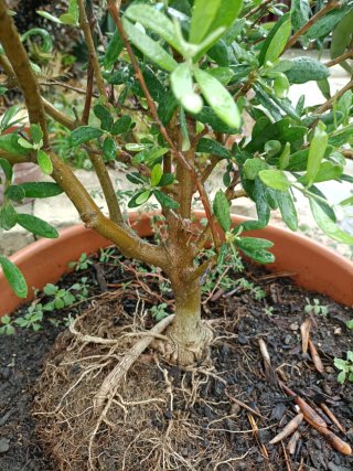 Bonsai di Ulivo in ciotola