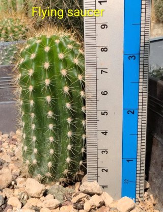 Trichocereus Flying saucer