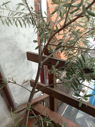 Olivo en maceta