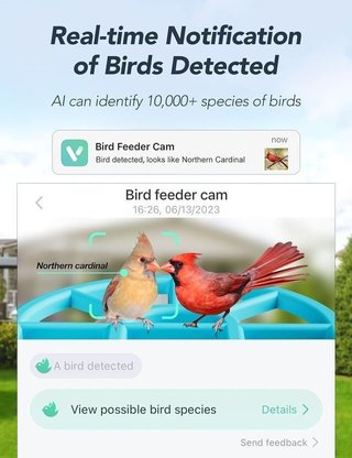 Comedero Pájaros con Cámara HD