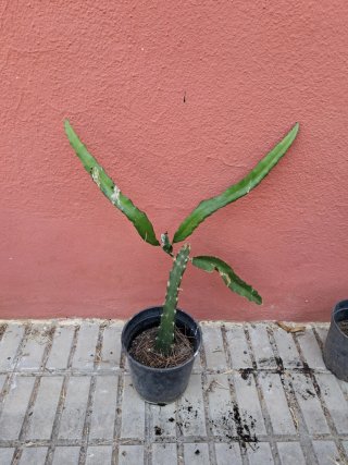 Pitahaya (Fruta del Dragón)