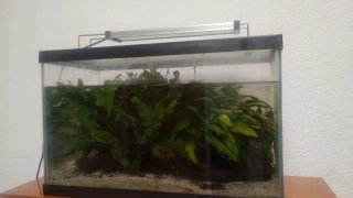 Planta para acuario