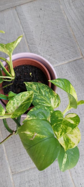 Planta Potos con maceta rosa