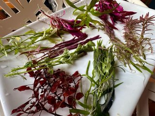 Lote 5 Plantas de Acuario Variadas y Coloridas