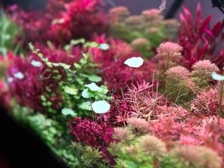 Lote 5 Plantas de Acuario Variadas y Coloridas