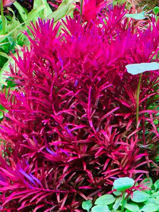 Lote 5 Plantas de Acuario Variadas y Coloridas