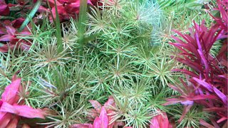 Lote 5 Plantas de Acuario Variadas y Coloridas