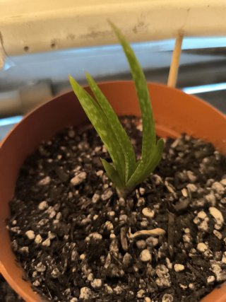 2 Plantas Miniatura