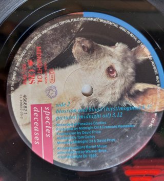 2x Vinilos Midnight Oil