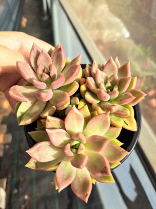Suculenta em vaso 10.5cm
