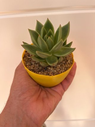 Suculenta Echeveria Agavoides