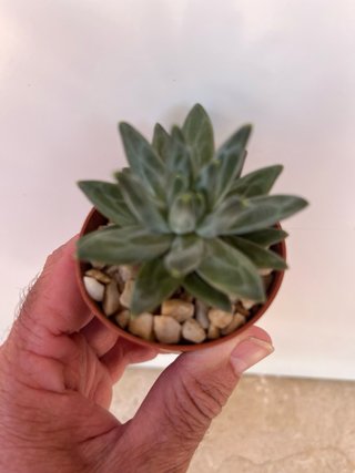 Suculenta Pachyphytum compactum