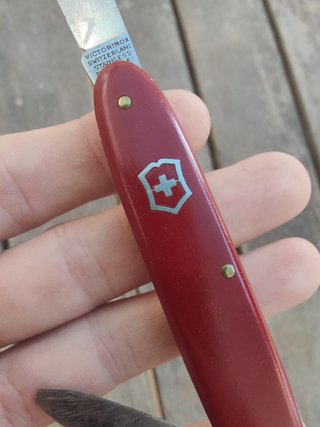 VICTORINOX (VICTORIA).