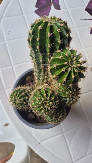 Cactus Echinopsis oxygona