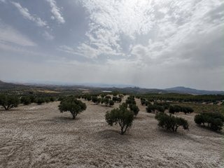 Se vende olivar
