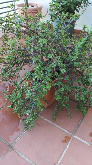 Planta conocida como árbol de la abundancia