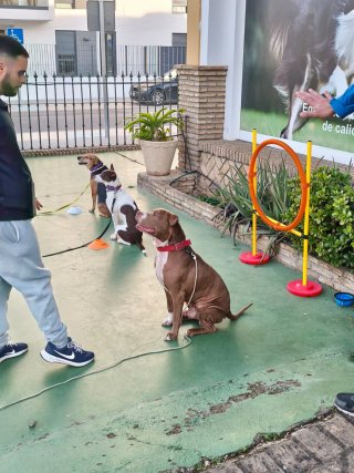 Adiestrador canino