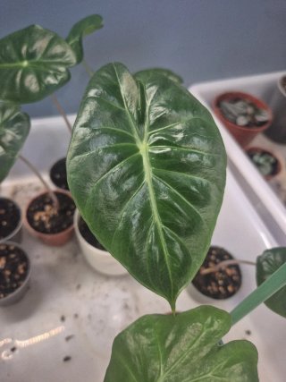 Alocasia Pink Dragon
