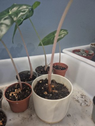 Alocasia Pink Dragon