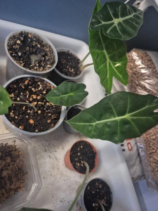 Alocasia Polly