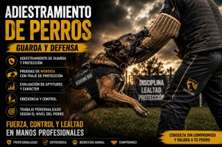 Adiestramiento canino