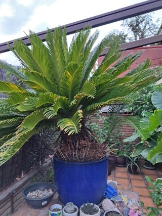 Palmera en maceta azul