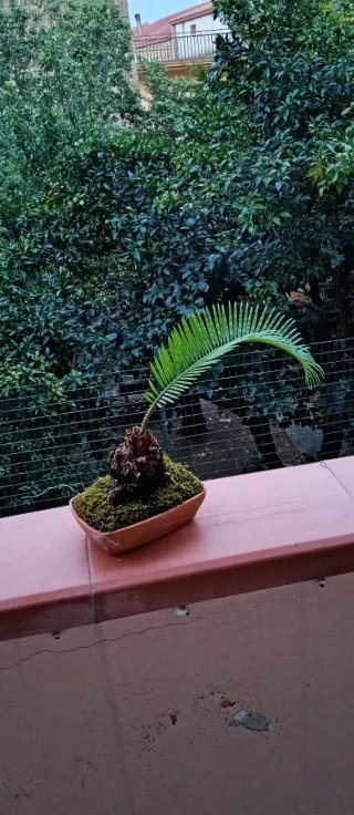 Mini bonsai di Cycas