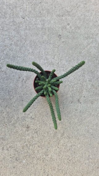 Suculenta Euphorbia Medusa