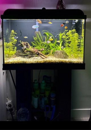 Acuario 60 litros
