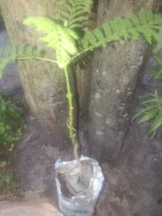 Jacaranda
