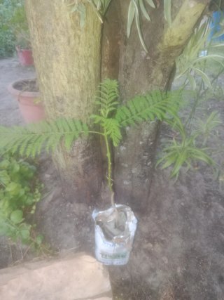 Jacaranda